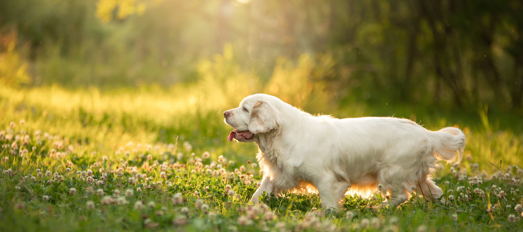 The sales clumber spaniel