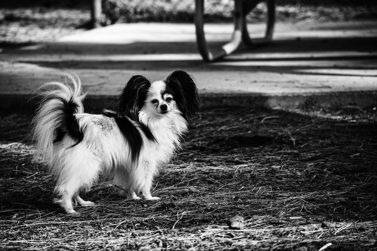 Papillon Dog Breed Complete Guide - AZ Animals