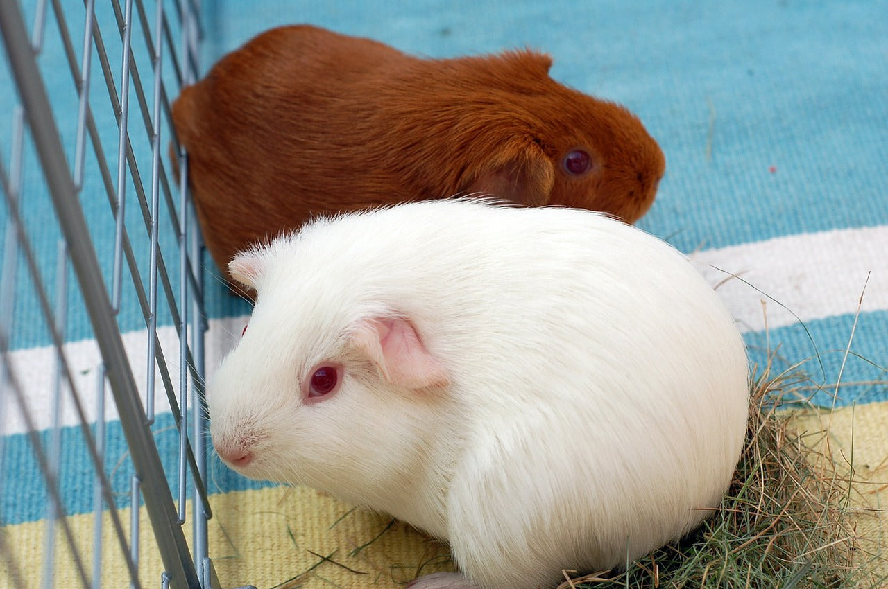 Guinea pig best sale average life span