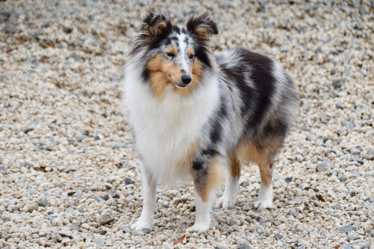 Shetland hot sale sheepdog mini