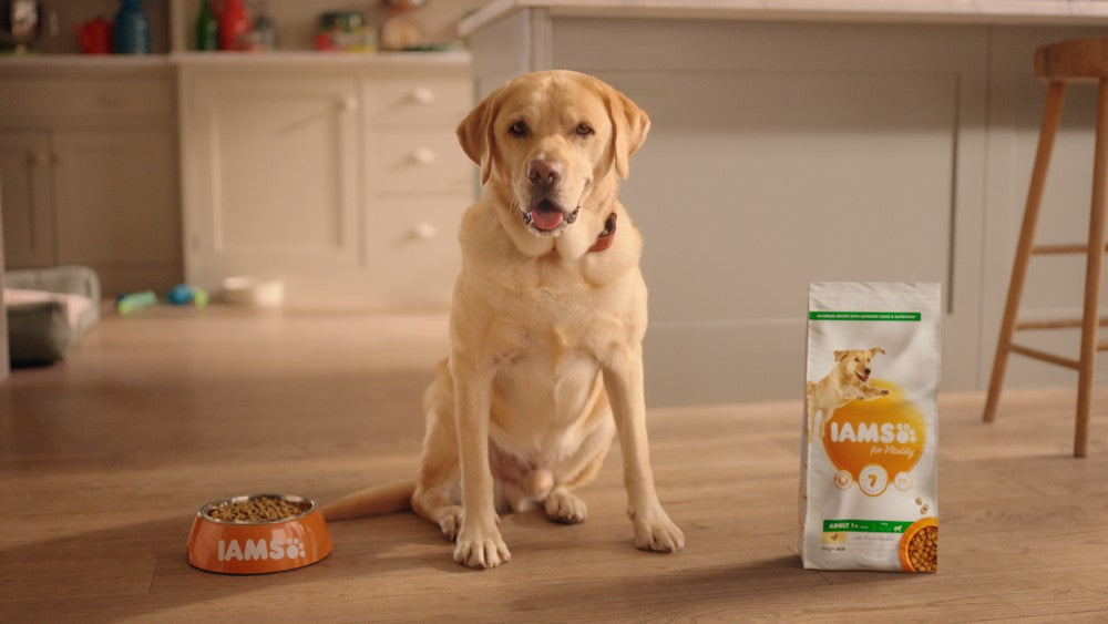 Iams dog 2024 food sale