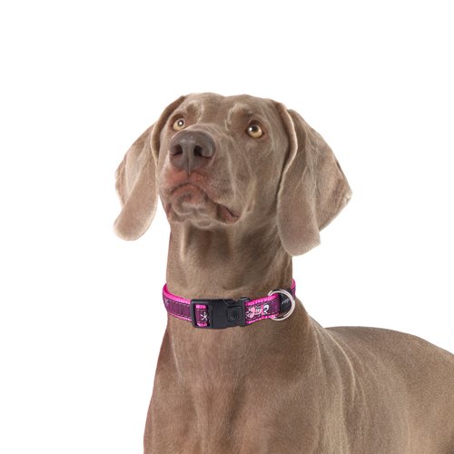 Fancy dress cheap dog collar