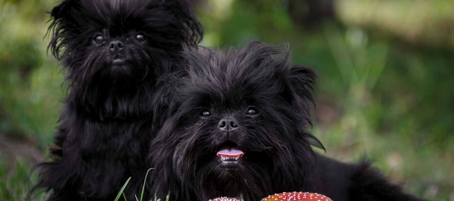 Affenpinscher sales dog breeds