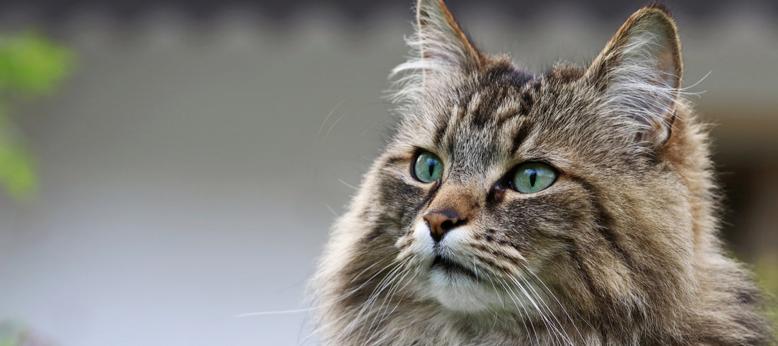 Norwegian Forest Cat Breed Guide