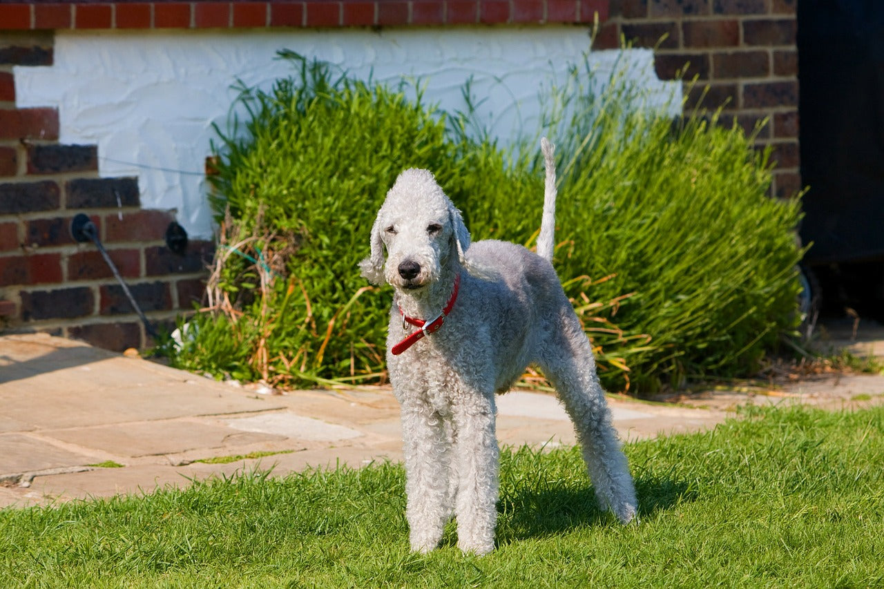 Bedlington store terrier agility