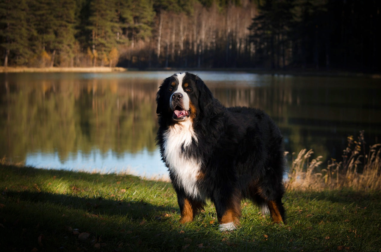 Bernese mountain best sale dog pet