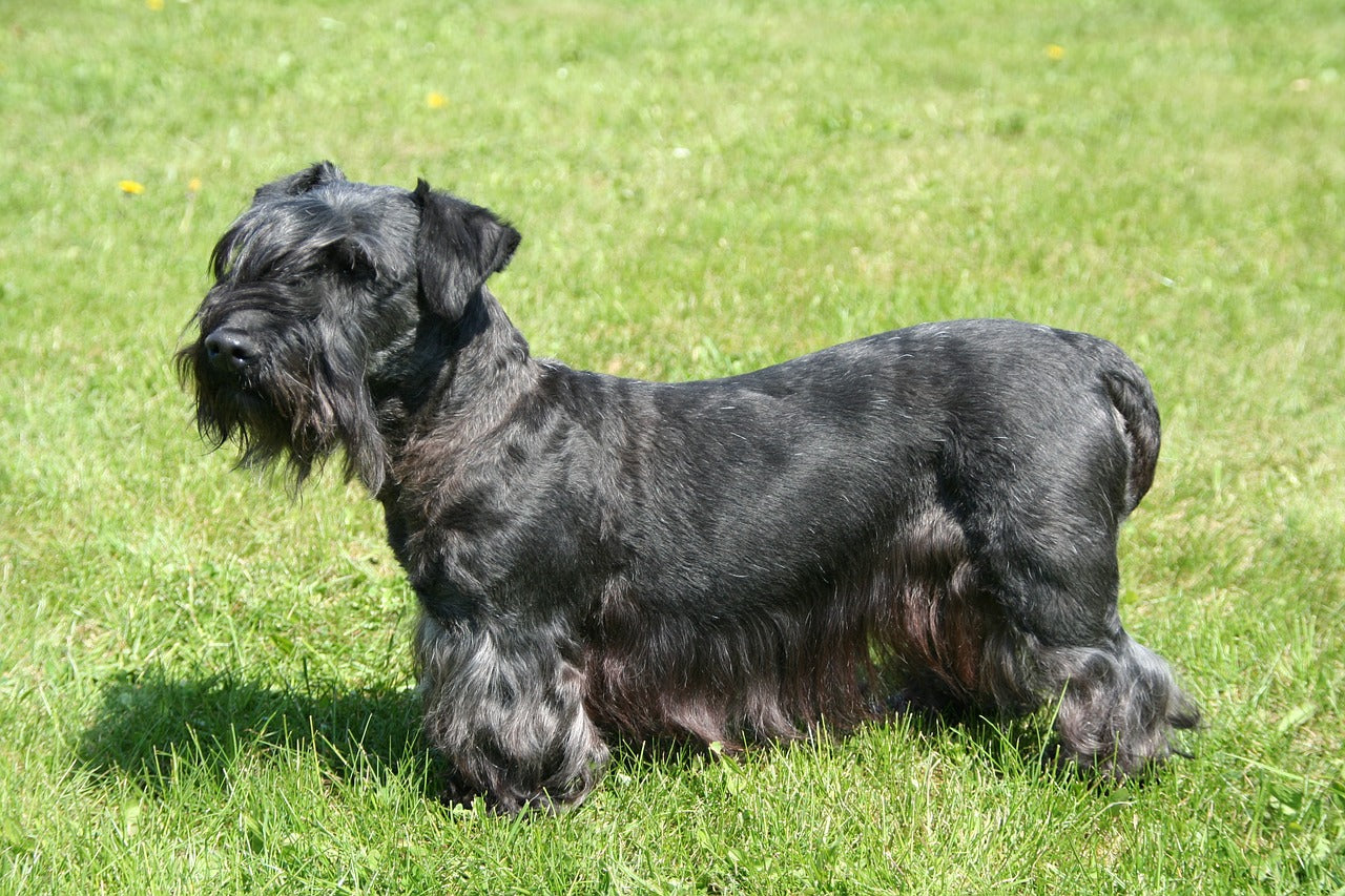 Cesky Terrier Dog Breed Guide | Time for Paws