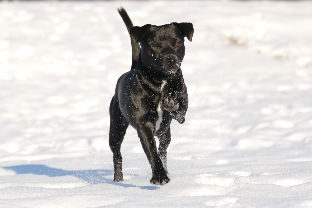 Black store patterdale dog