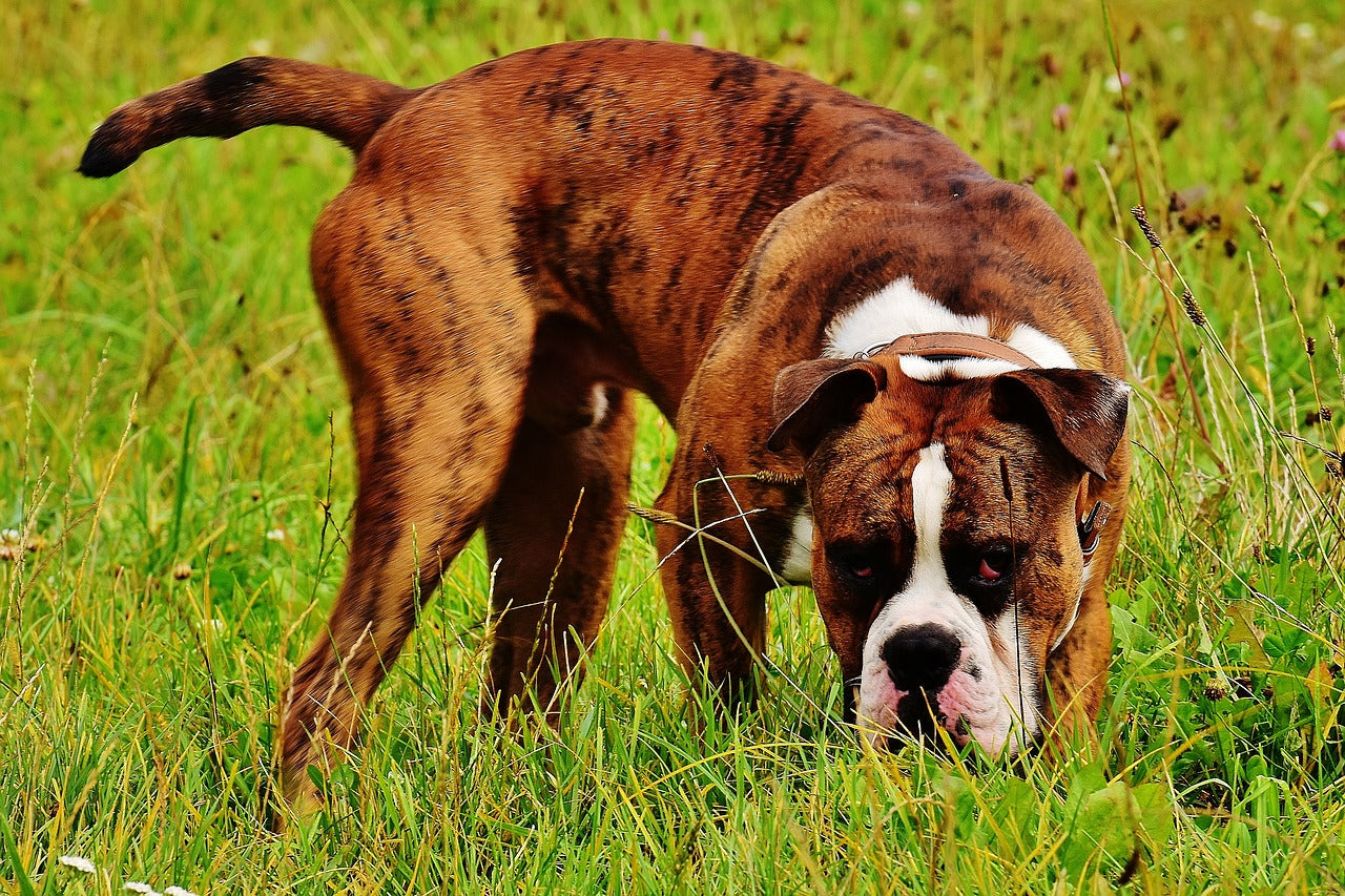 Boxer dog clearance