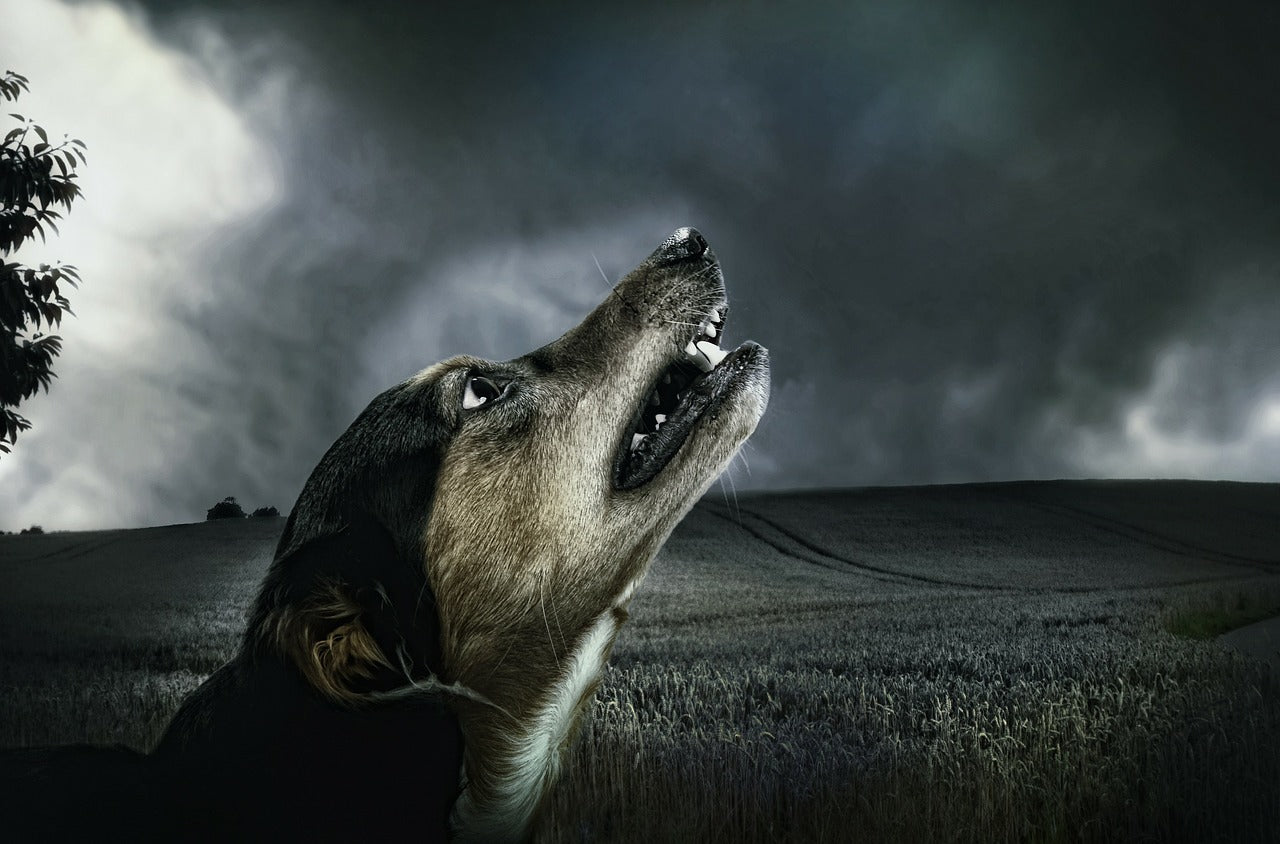 Why Dogs Howl | Time For Paws – Time For Paws