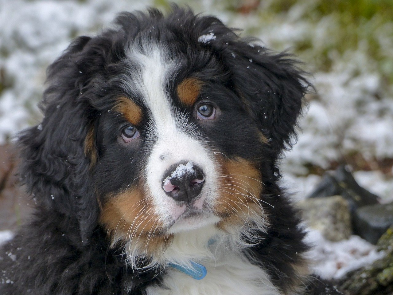 Mountain Dog Breeds | Time For Paws – Time for Paws