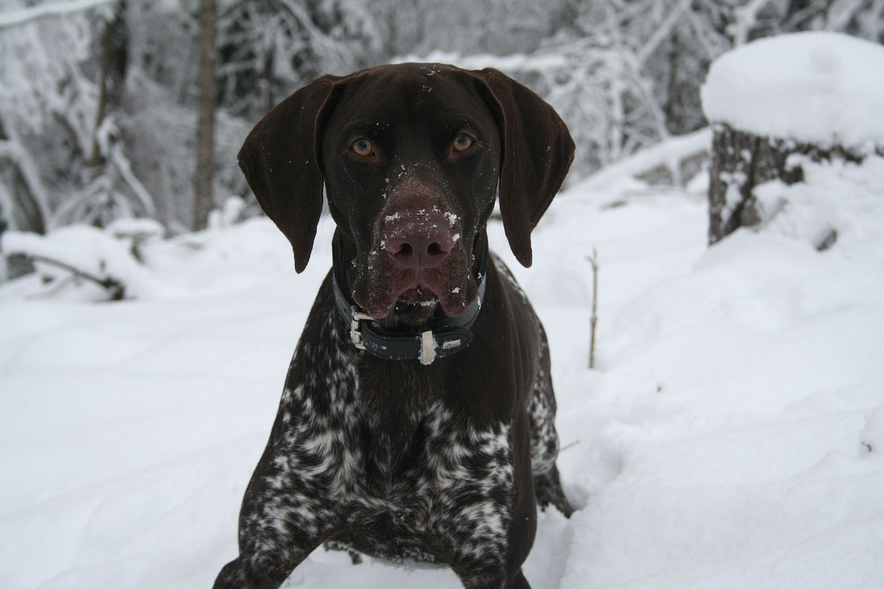 German shorthaired hot sale pointer clothing