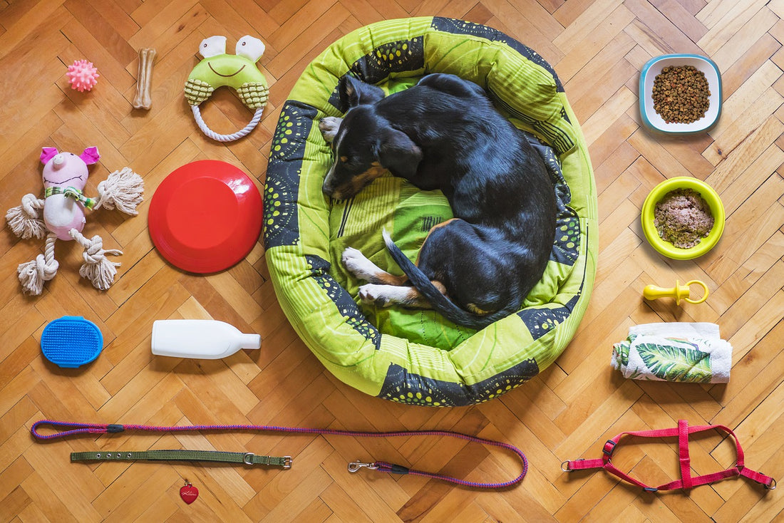 Where Should Your Dog Sleep