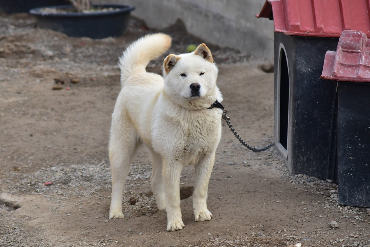 South korean jindo store dog