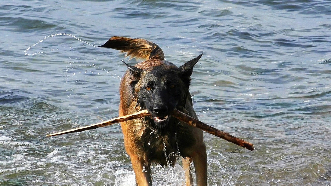 Belgian-Malinois Dog Breed Guide