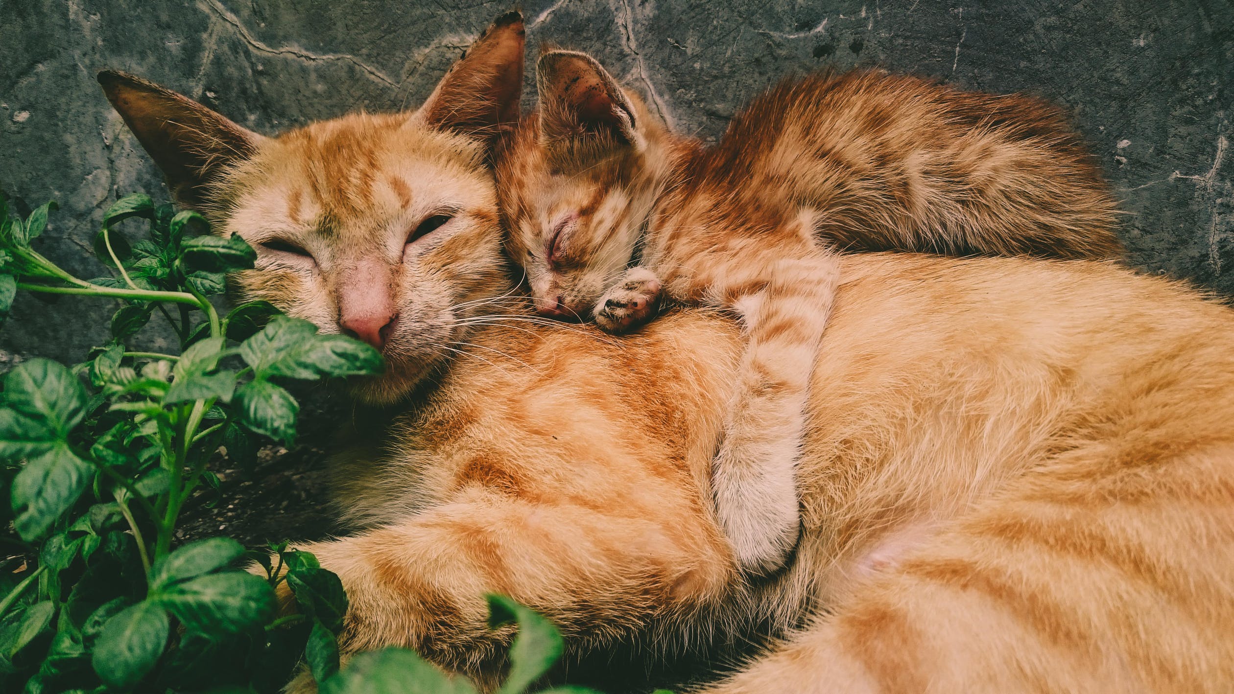 Why Do Cats Knead Time For Paws   Pexels Photo 1096091 