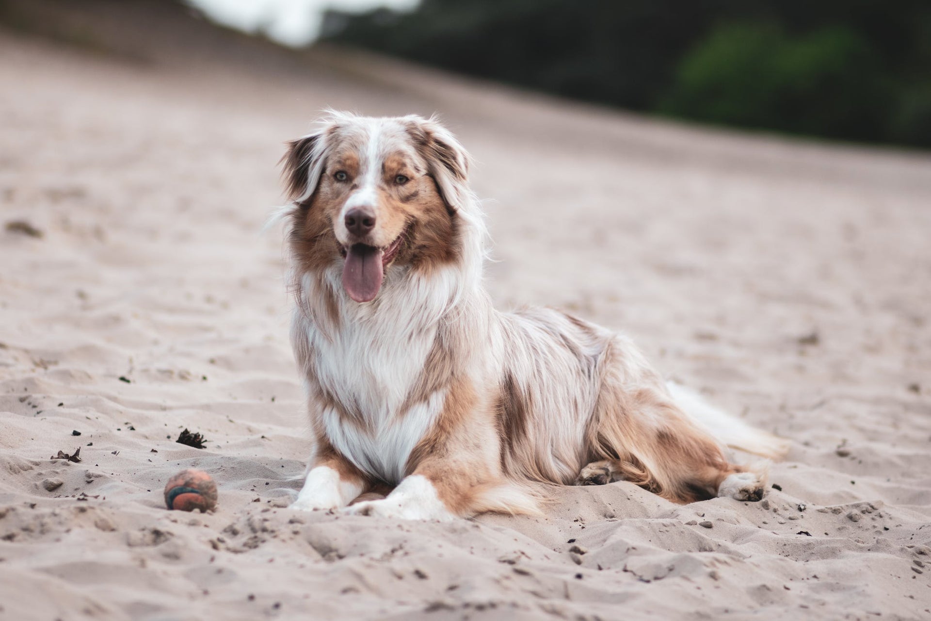 Australian Shepherd - PDSA