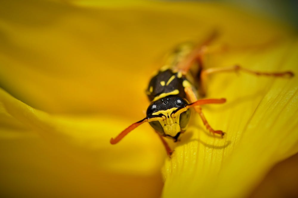 Dog Bee Or Wasp Sting