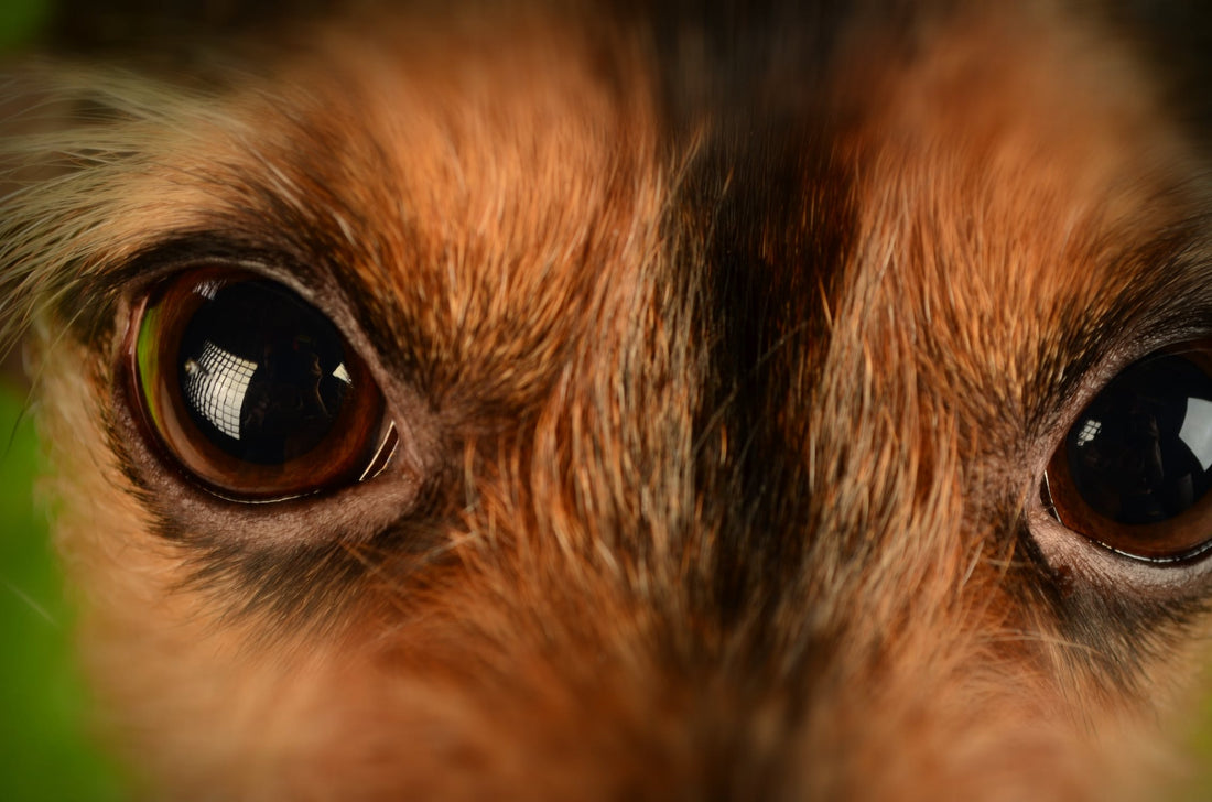 Dogs With Different Coloured Eyes