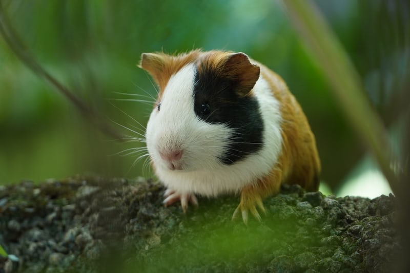 Guinea Pig Mites Lice And Fleas