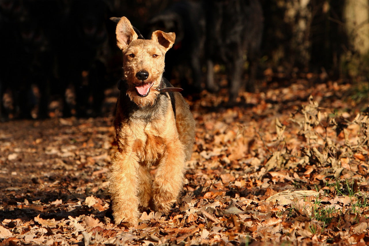 Welsh Terrier Dog Breed Guide | Time for Paws