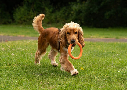 Great & Small 99% Natural Rubber Ring Dog Toy