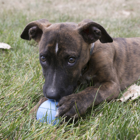 KONG Puppy Ball With Hole Medium/Large