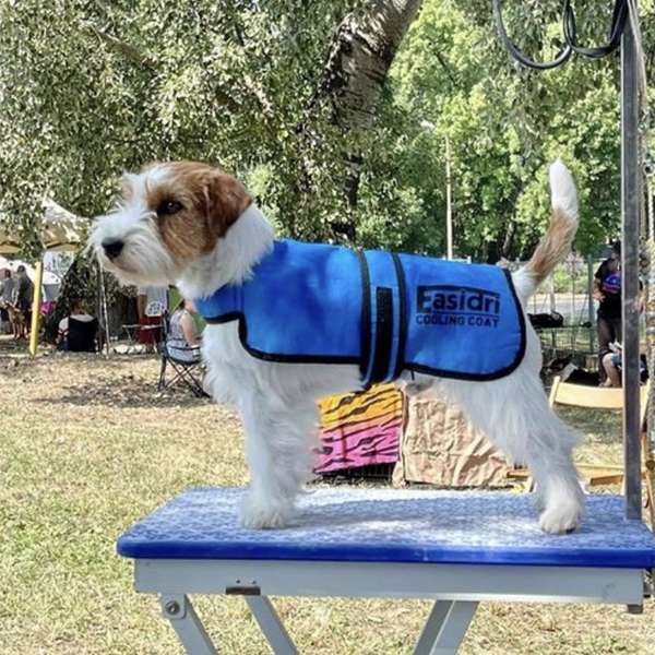 Easidri High Performance Cooling Coat – Time for Paws