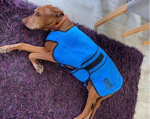 Easidri High Performance Cooling Coat – Time for Paws